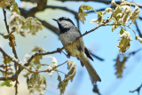 Mountain Chickadee - Palomar Mtn. State Park