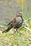 Red-winged Blackbird - Palomar Mtn. State Park