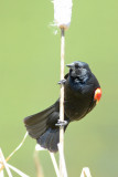 Red-winged Blackbird - Palomar Mtn. State Park