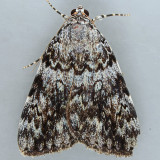 8878 Girlfriend Underwing - Catocala amica