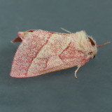 8022 Pink Prominent - Hyparpax aurora
