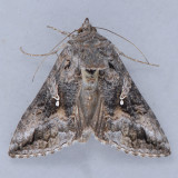 8895 Gray Looper - Rachiplusia ou