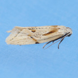 Aethes