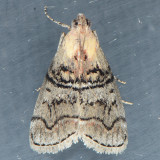 5603 Pococera maritimalis