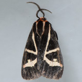8188 Figured Tiger Moth - Grammia figurata