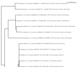 Taxonomy tree