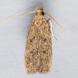 1136.1  Juniper Tip Moth - Glyphidocera juniperella