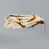 3760.1 Seriated Aethes Moth - Aethes seriatana