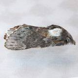 7685 Rileys Lappet Moth - Heteropacha rileyana
