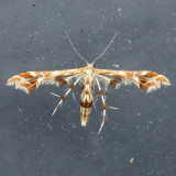 6091 Grape Plume Moth - Geina periscelidactylus 