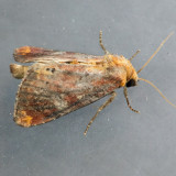 9520 Elder Shoot Borer – Achatodes zeae