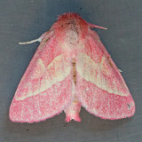 8022 Pink Prominent  - Hyparpax aurora