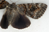 8773 Epione Underwing - Catocala epione