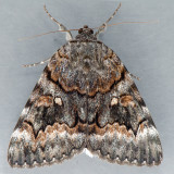 8773 Epione Underwing - Catocala epione