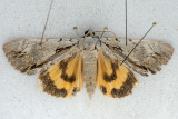 8872 Clintons Underwing - Catocala clintonii