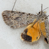 8878 Girlfriend Underwing - Catocala amica