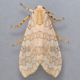 8203 Banded Tiger (Tussock) Moth - Halysidota tessellaris