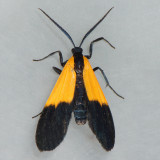 8087 Black-and-yellow Lichen Moth - Lycomorpha pholus