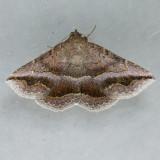 8651 Detracted Owlet - Lesmone detrahens