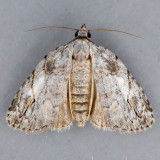 9664 White-blotched Balsa Moth - Balsa labecula
