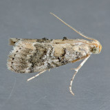 Pococera