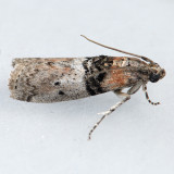 5808 Tlascala Moth - Tlascala reductella