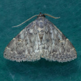 8333 Toothed Idia Moth - Idia denticulalis