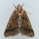 11140 Brown Flower Moth - Schinia saturata