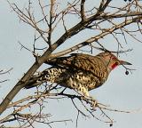 Northern Flicker