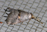 9039 Yellow-spotted Graylet - Hyperstrotia flaviguttata