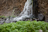 water and green plants