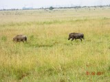 Common Warthogs