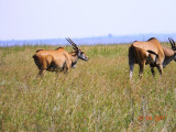 Eland