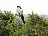 Long-tailed Fiscal