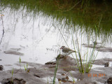 Three-banded Plover