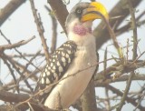 Eastern Yellow-billed Hornbill