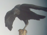 Fan-tailed Raven