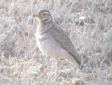 Heuglins Courser