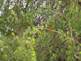 Little Bee-eater