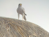 Pale Chanting-Goshawk