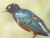 Superb Starling