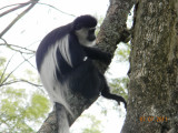 Guereza Colobus Monkey