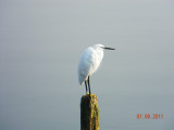 Little Egret