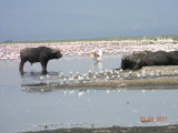 Flamingos and Cape Buffalo