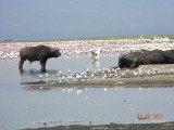 Lake Nakuru National Park