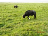 Cape Buffalo and accompanying Cattle Egrets