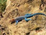 Elmentetia Rock Agama