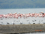 Greater and Lesser Flamingos