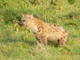 Spotted Hyena