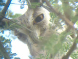 Northern White-faced Scops-Owl
